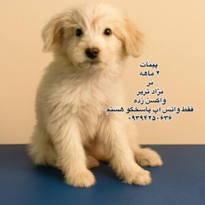 پسر دو ماهه تریر
