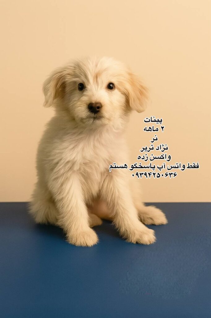 پسر دو ماهه تریر