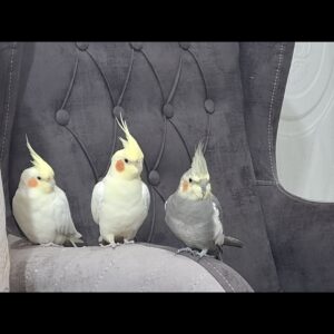 عروس هلندی گمشده