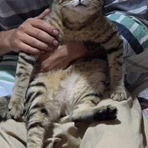ببری پسر یکساله خوشگلترین