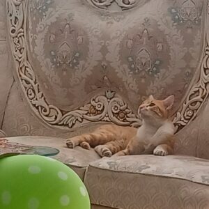 گربه زرد رنگ با یه لکه سیاه رنگ روی قسمت پا