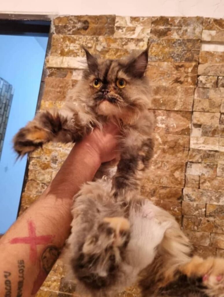 گربه پرشین ماده