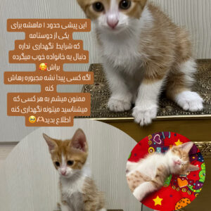 اسمش فلفله ۱/۵ ماهشه