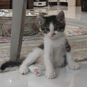 بچه گربه