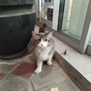 پیدا شدن گربه نژاد دار