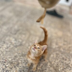 گربه ۲۰ روزه