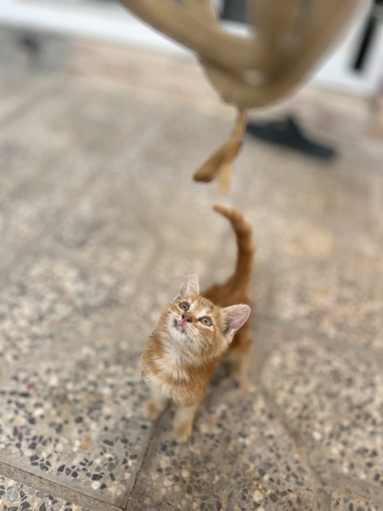 گربه ۲۰ روزه