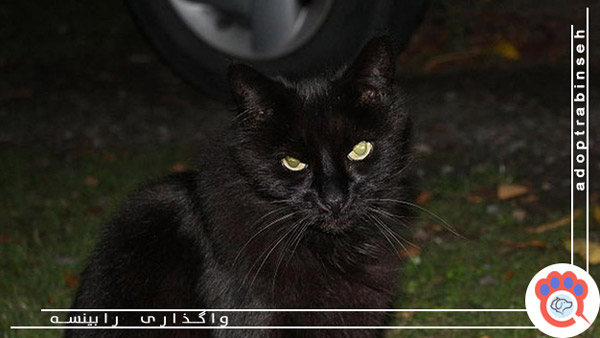 دلیل فعالیت بیشتر گربه‌ در شب