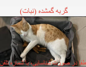 گربه نارنجی گمشده