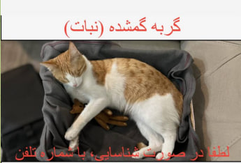 گربه نارنجی گمشده