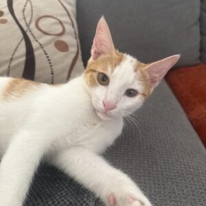 گربه سفید نارنجی ۳ماهه