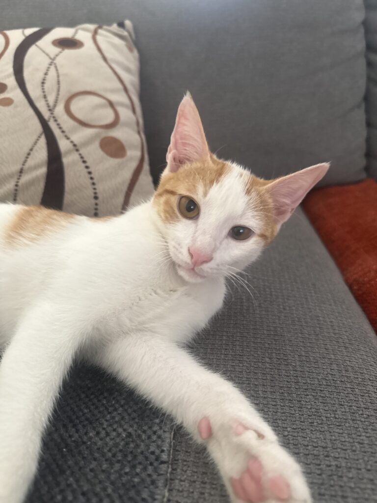 گربه سفید نارنجی ۳ماهه