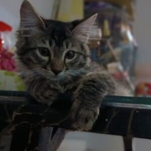 گربه 🐱 من اسمش پشمک و از نژدا دی ال اچِ بخاطر موهای بلند بدنشه