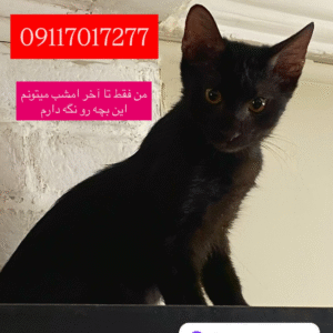 گربه سیاه مشکی