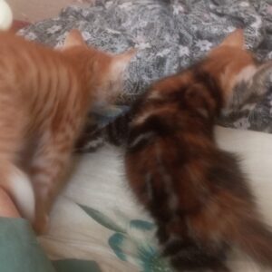 واگذاری بچه گربه 1ماهه