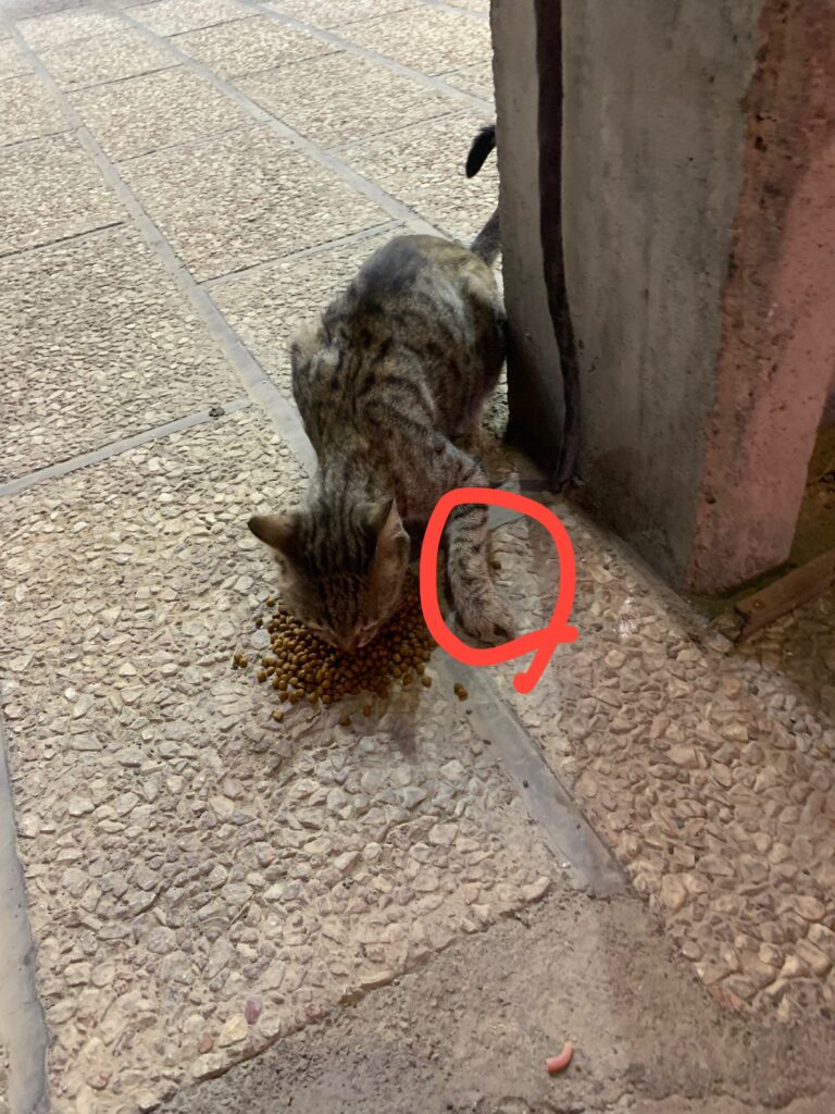 گربه با پاي شكسته