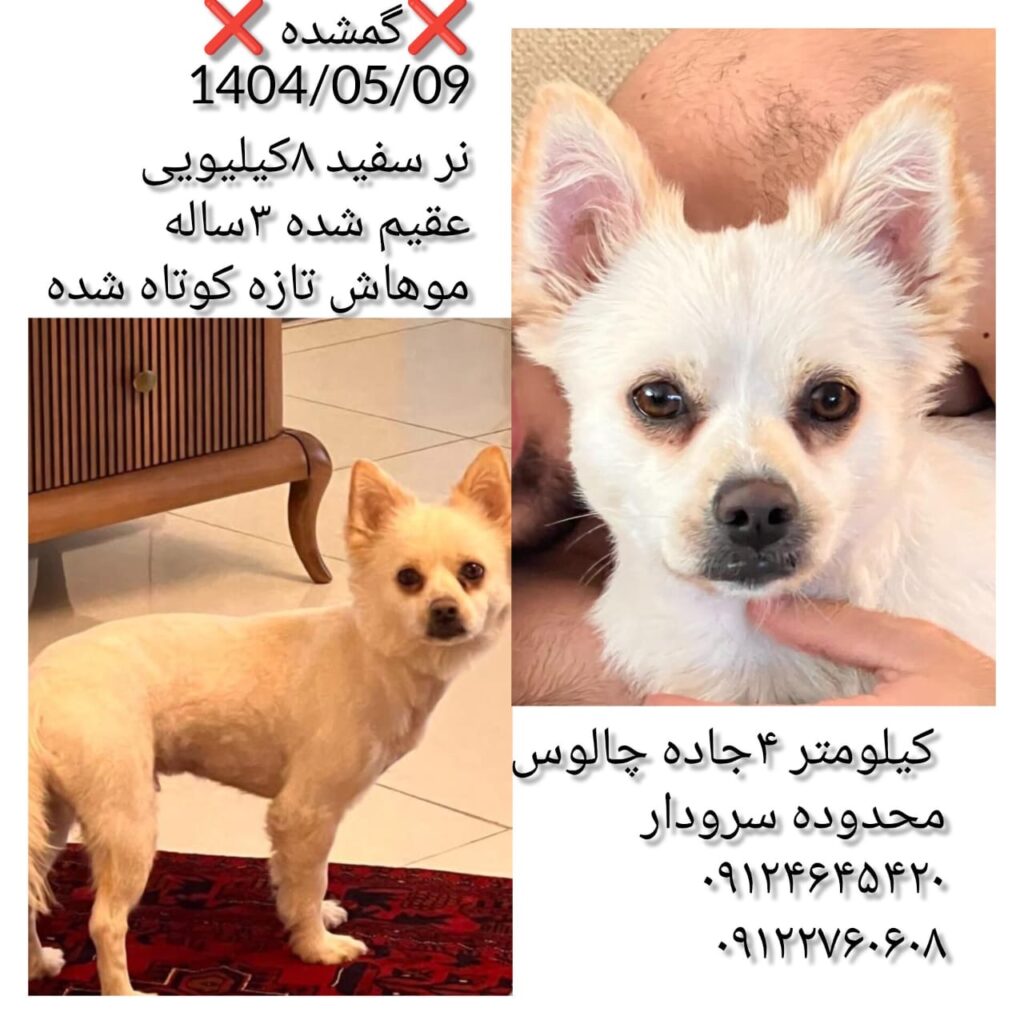 سگ گمشده