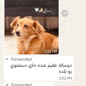 واگذاری ،سگ ماده،عقیم شده،جای دستشویی بلده،به خانواده متعهد
