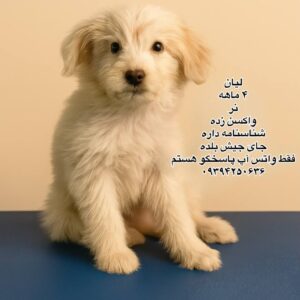 پسر چهارماهه تریر