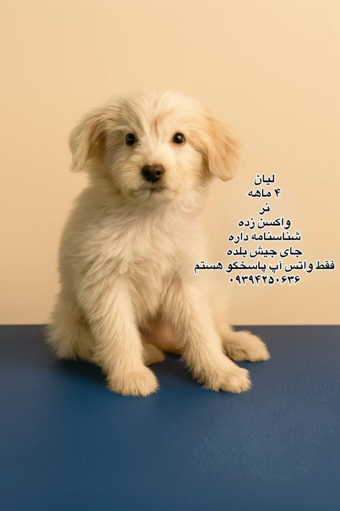 پسر چهارماهه تریر