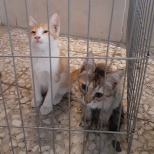 ۲عدد بچه گربه ۲ماه و ۱۰ روزه