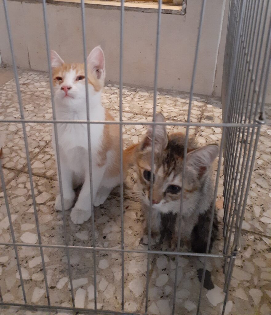 ۲عدد بچه گربه ۲ماه و ۱۰ روزه