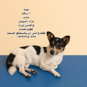 دختر یک ساله اشپیتز