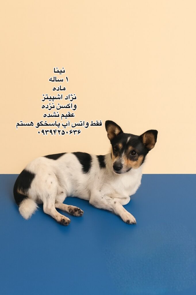 دختر یک ساله اشپیتز
