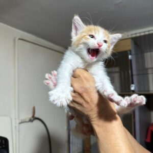 بچه گربه dsh