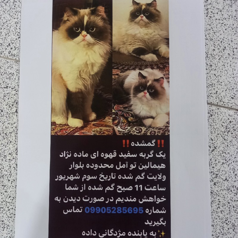 گربه پرشین هایمالین گمشده