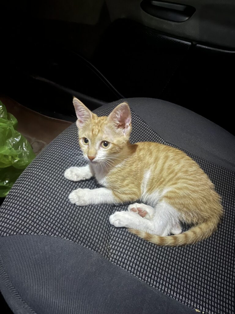 واگذاری گربه نارنجی ماده ۲ ماهه