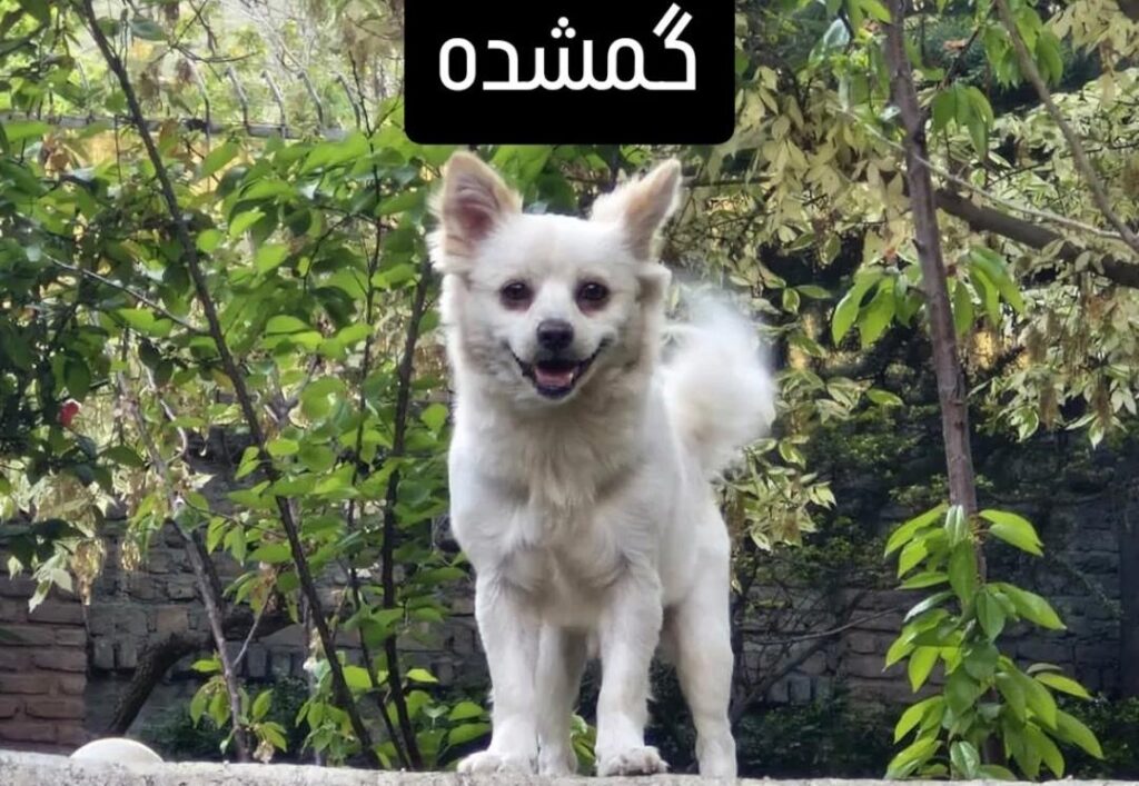 سگ گمشده