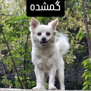 سگ گمشده