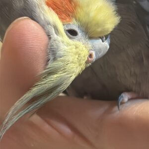 عروس هلندی گم شده