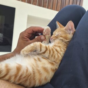 واگذاری یک نارنجی با مزه