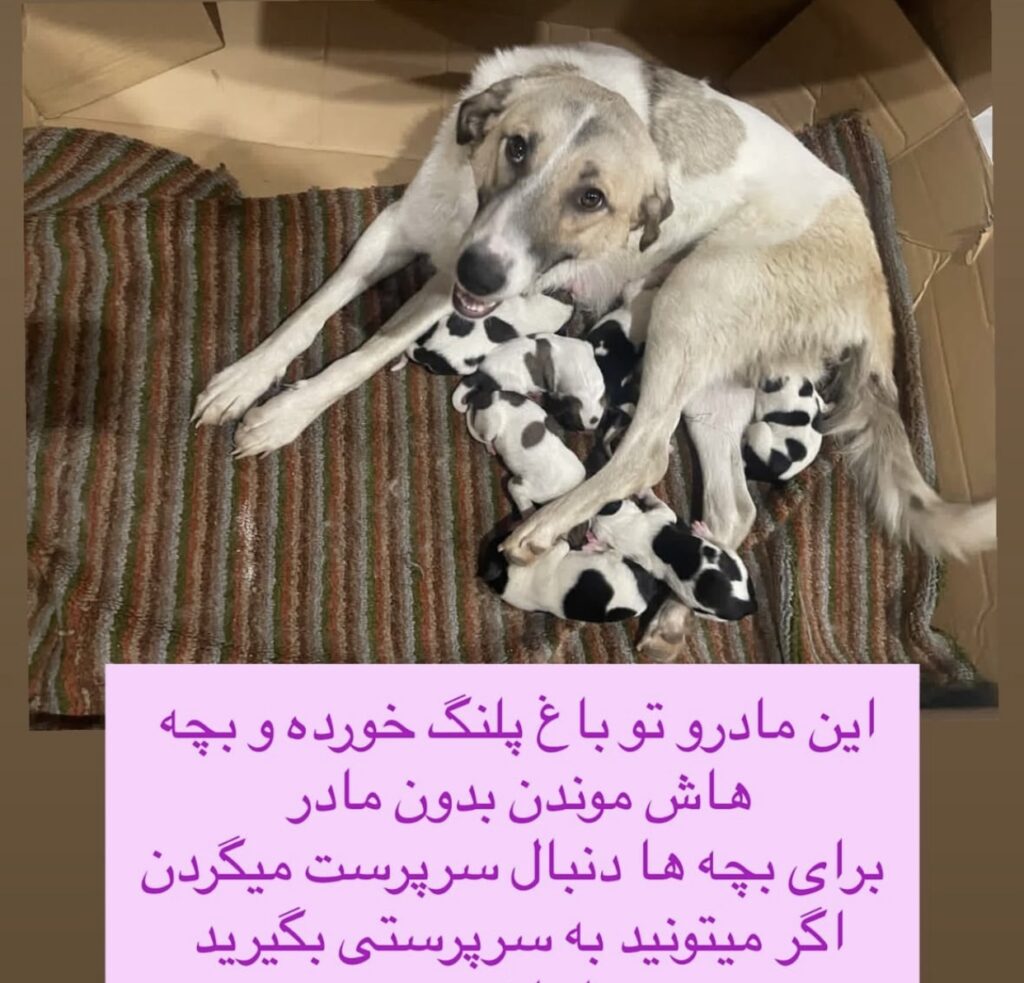 واگذاری سگ نگهبان