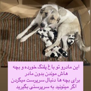 واگذاری سگ نگهبان