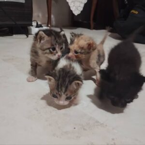 واگذاری رایگان بچه گربه یک ماهه