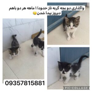 واگذاری دو بچه گربه ناز