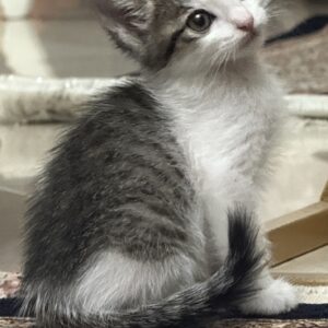 بچه گربه ی ۵۰ روزه