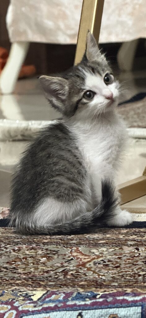 بچه گربه ی ۵۰ روزه