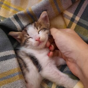 بچه گربه