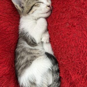 بچه گربه ناز و خوشگل