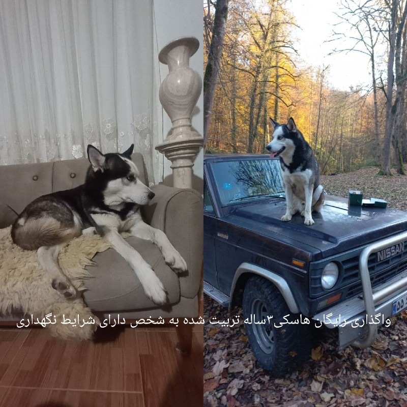 واگذاری رایگان هاسکی نر۳ساله