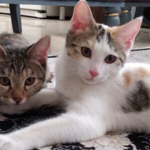 بچه گربه ملوس