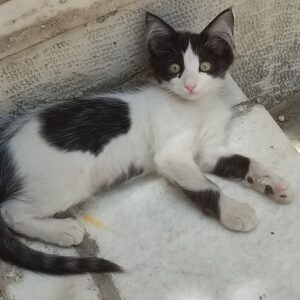 واگذاری بچه گربه سالم dsh