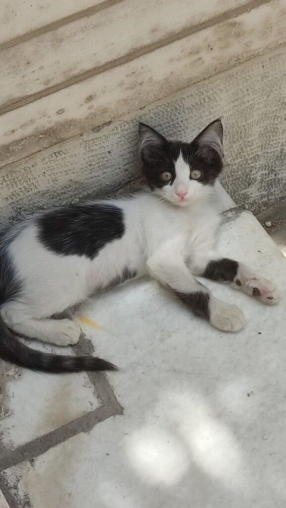 واگذاری بچه گربه سالم dsh