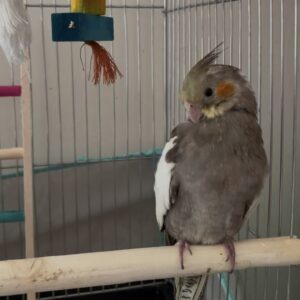 عروس هلندی گم شده