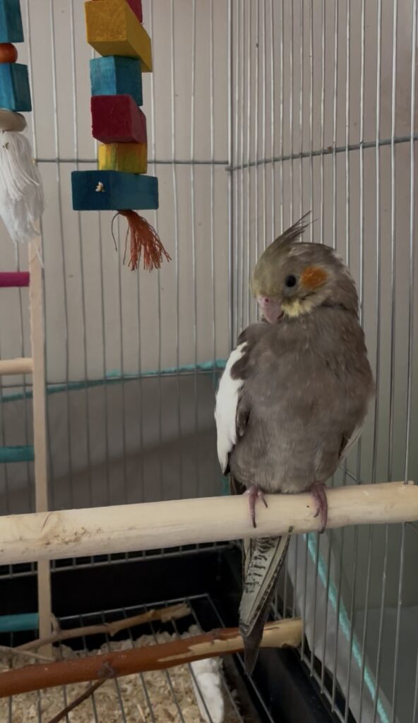 عروس هلندی گم شده