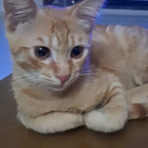 طلا پسر سه ماهه تو خونه بدنیا اومده دستی ومهربون
